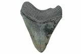 Serrated, Fossil Megalodon Tooth - South Carolina #239820-1